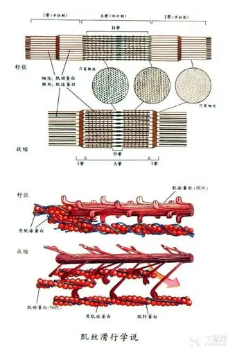 wsf801001 2015-01-18 17:36 细肌丝 2015-01-20 11:08