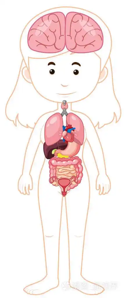 妇女身体和器官例证插画-正版商用图片0pfhoa-摄图新视界