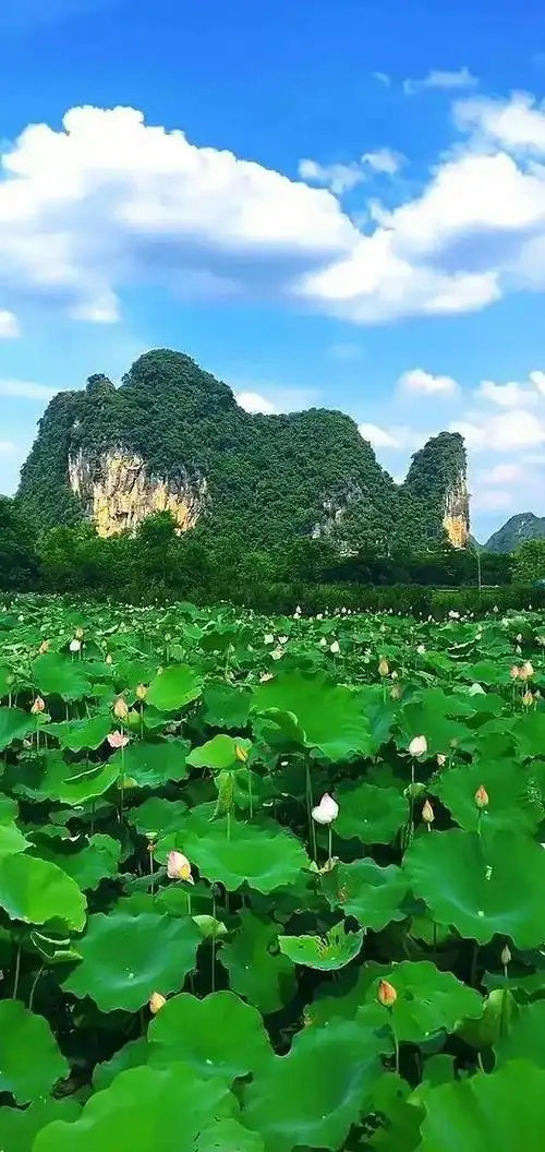 高清手机风景壁纸,好山好水好风景,山山水水展示了美丽的大自然 第76