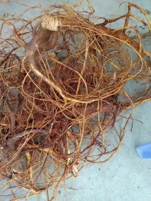 野生的七指毛桃根泡酒最佳选择!