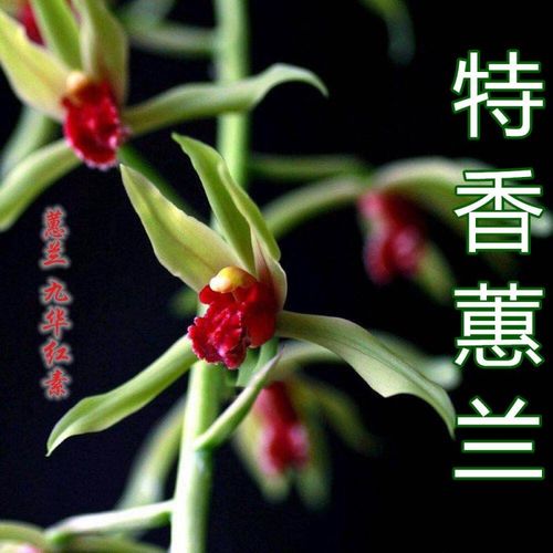 单苗价格 兰花 蕙兰 包成活 包开花 客厅 办公室绿植盆栽花卉