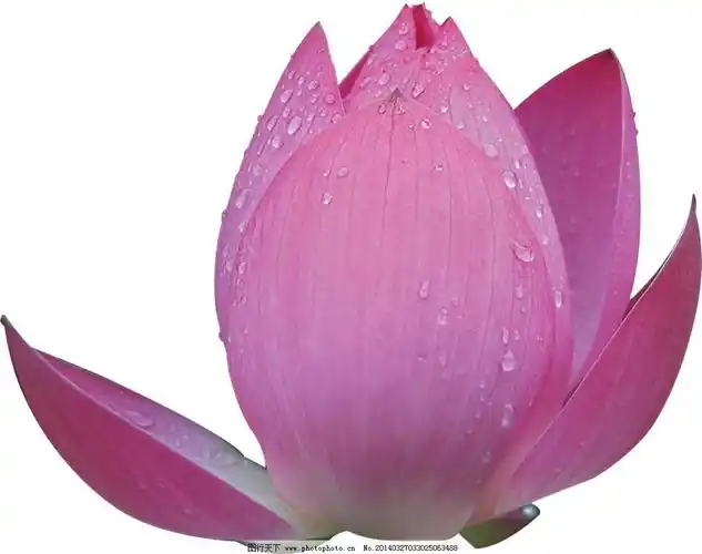 一滴水滴进池塘平淡无奇滴到荷花上就金光闪耀如果是你怎么选择