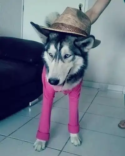 我们哈士奇,就是这么酷!