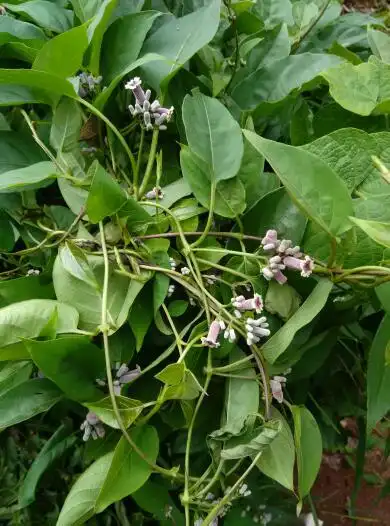 潮汕草药白花鸡屎藤图片