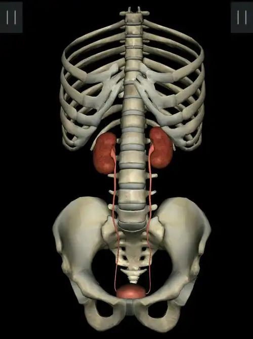 肾脏位于第12胸椎至第三腰椎位置