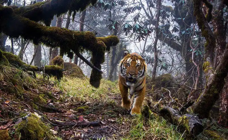 隆多先生在一条路线上安装了摄像头,希望能捕捉到一只老虎经过的镜头.