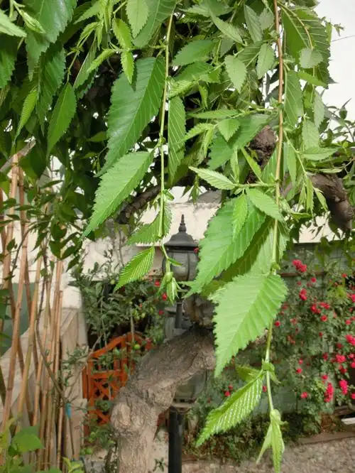 龙爪槐今年新长的叶子怎么是这个形状的 还是这是另外一个品种?求解