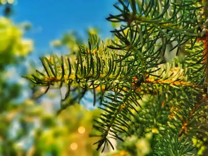 松枝劲展手机摄于塔城市