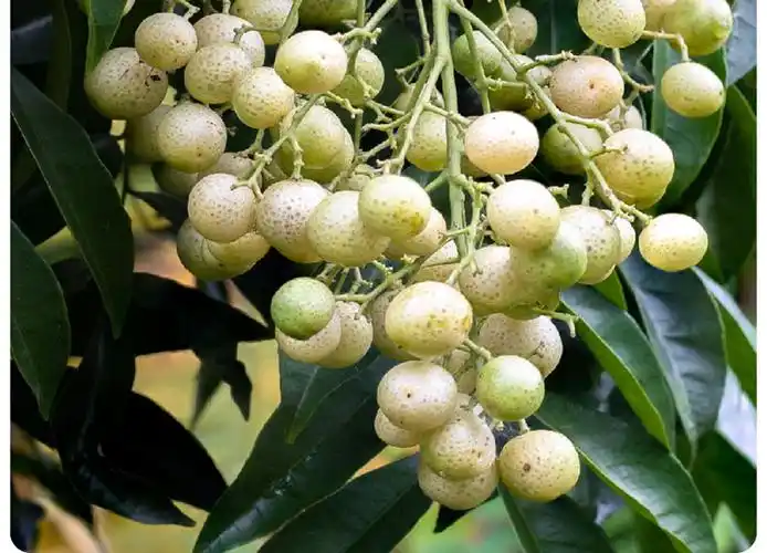 山黄皮果(野生山黄皮图片)