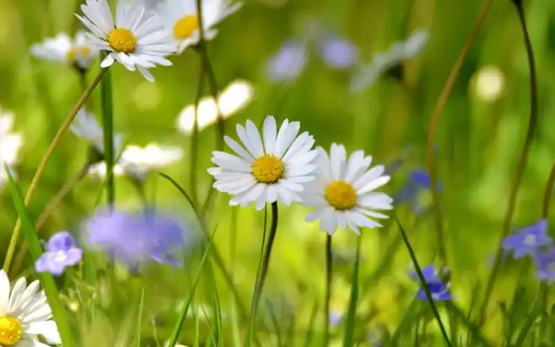 1白色的雏菊壁纸,高清图片,壁纸,自然风景-桌面城市