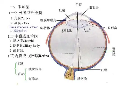巩膜 脉络膜 5