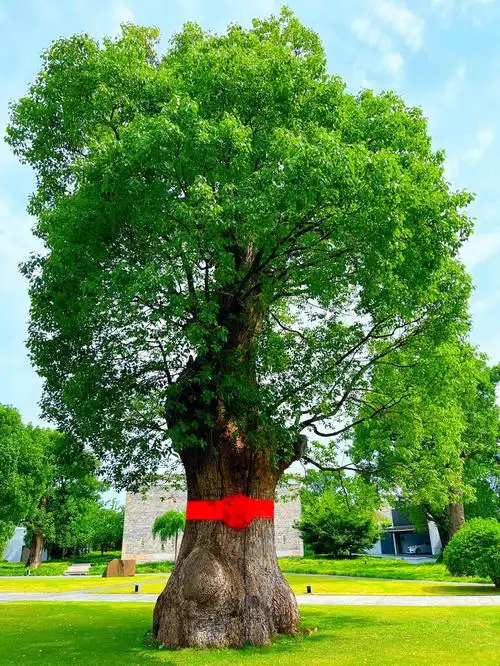 能刷到这颗千年老樟树说明你马上要发达了