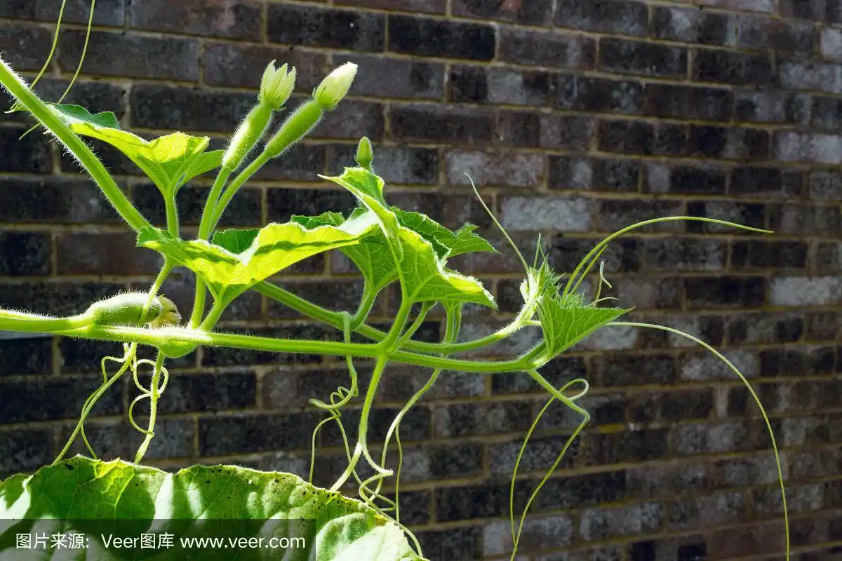 小葫芦在藤上生长在夏天1