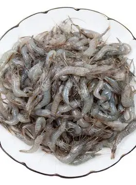 小河虾鲜活
