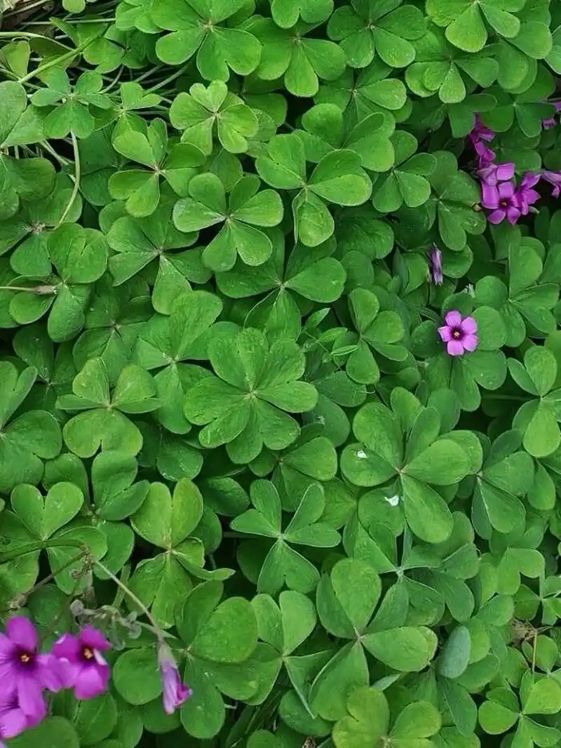 四叶草又名幸运草,学名苜蓿草,是多年生草本植物,一般只有三片小叶子