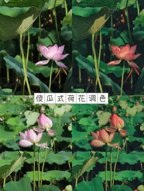 手机修图snapseed荷花效果对比