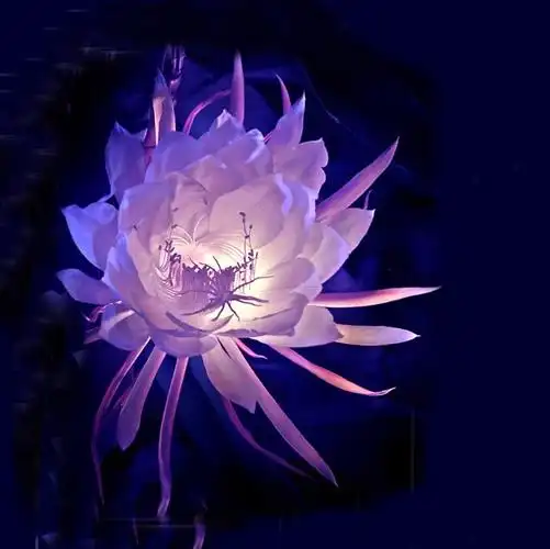 盛开的淡紫色昙花