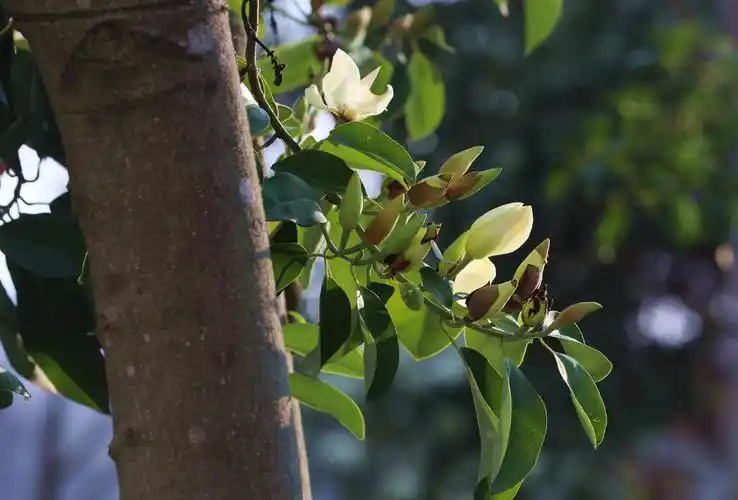 深山含笑千朵万朵含笑开