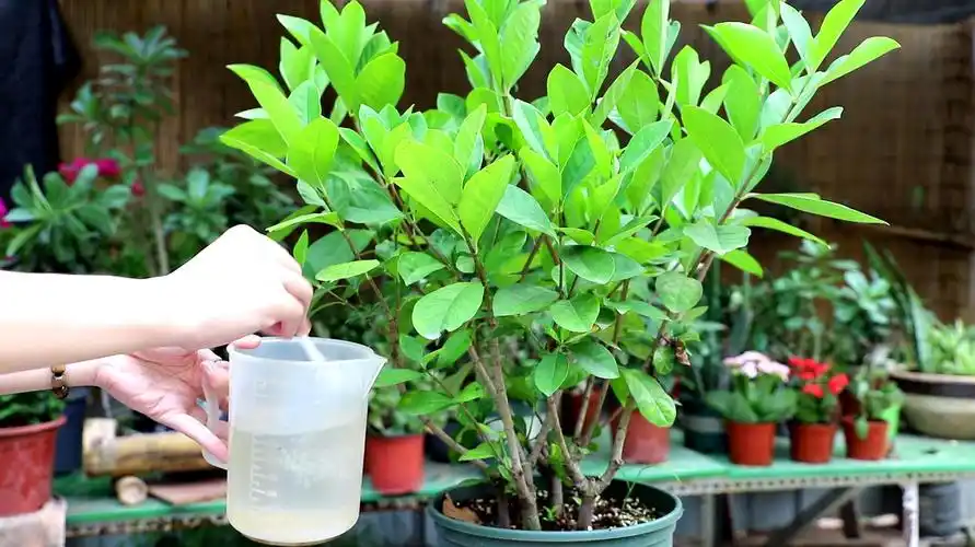 栀子花的养殖方法和注意事项