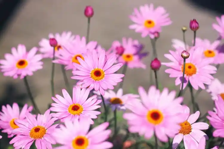 粉色波斯菊图片 - 第19张