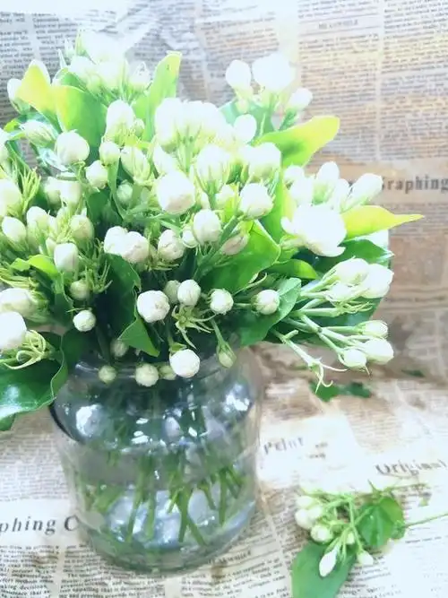 昆明直发5人团茉莉花1扎15枝以上219元起顺丰中通可选全国包邮