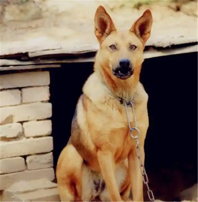 个人觉得土狼狗的品相真的不比差.你觉得呢