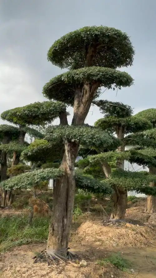 大型地景造型树对节白蜡