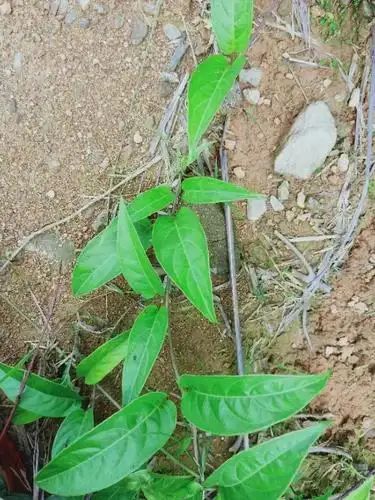 臭鸡矢藤一一鸡屎藤