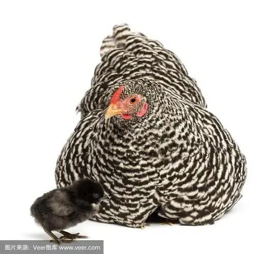 小鸡在白色的背景下躲在母鸡的下面