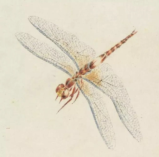 写意草虫的基本画法大全