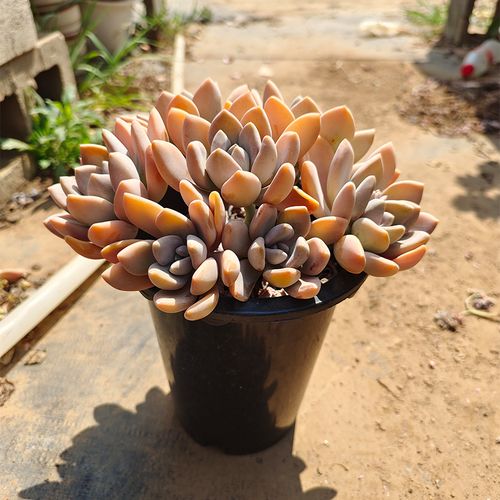 冬美人大颗粉多肉老桩阳台造景芳见园艺套餐公园民宿绿化基地包邮