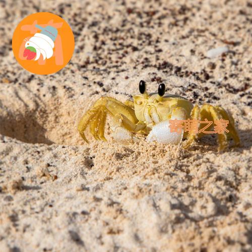 中华沙蟹可爱大眼睛沙蟹宠物寄居蟹混养小螃蟹懒人桌宠易养干净