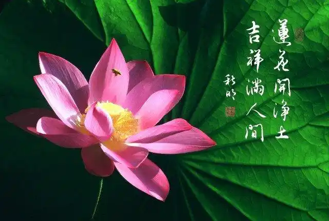 莲花吉祥