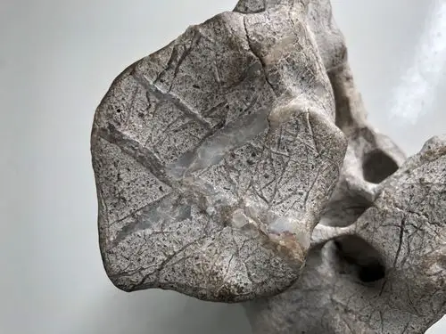 苏州太湖石(太湖魂) (编0100)