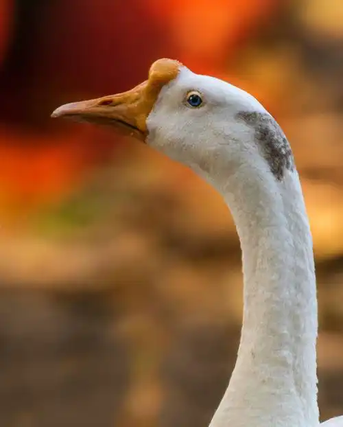 家养大鹅图片750x1334分辨率查看