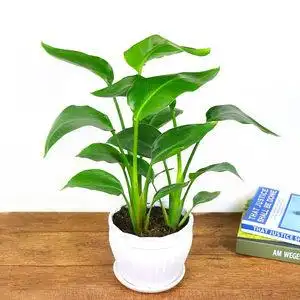 高档天堂鸟盆栽花卉绿植鹤望兰室内客厅大型观叶观花植物盆栽当年