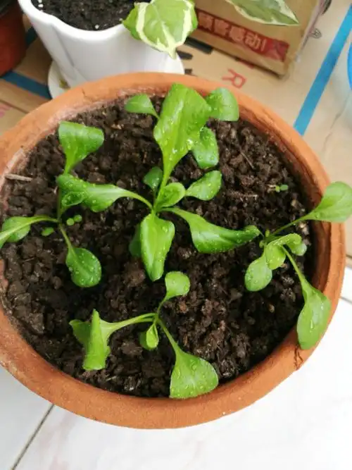 七八片叶子的雏菊小苗叶子卷曲,一直放在南阳台无阳光直射的地方,拜托