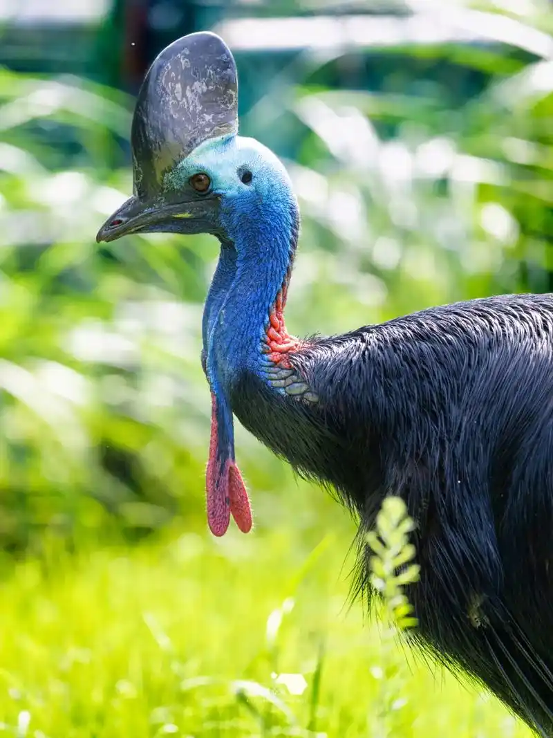 据说是"世界上最危险的鸟"食火鸡.9月在宁波动物园拍的 鹤鸵 - 抖音