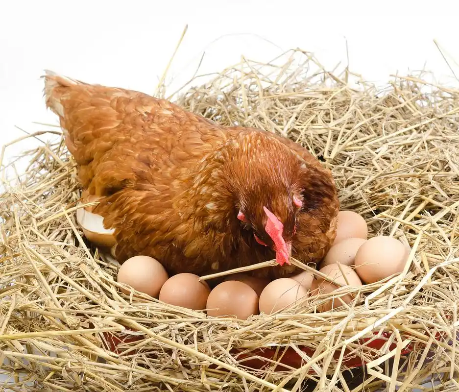 预防鸡吃蛋的方法  01  减少巢区内的交通  蛋壳破裂是母鸡开始吃蛋的