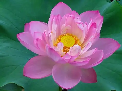 美丽吉祥莲花祝你吉祥快乐!