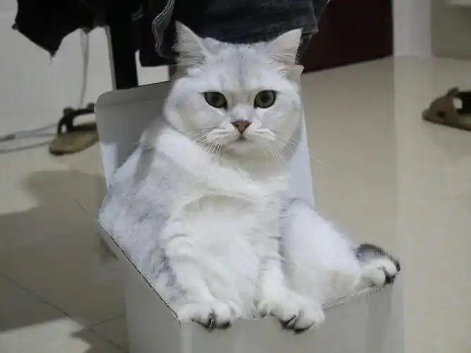 有感而发,不喜勿喷从大学就在做宠物店代理,养猫三年多才开始做猫舍