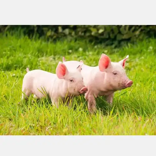 猪仔猪仔价格现货供应猪仔批发小猪仔价钱玖富猪仔出售猪仔包成活报送