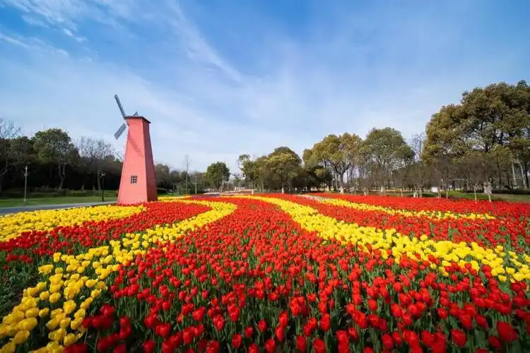 20万方郁金香花海,19.9元抢购早鸟票,仅售3天