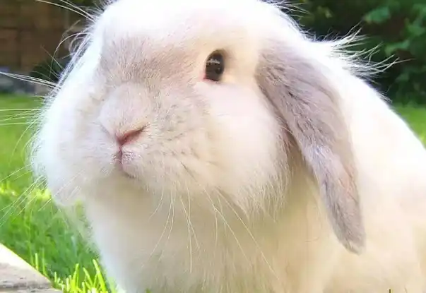 壁纸 动物 兔子 635_437