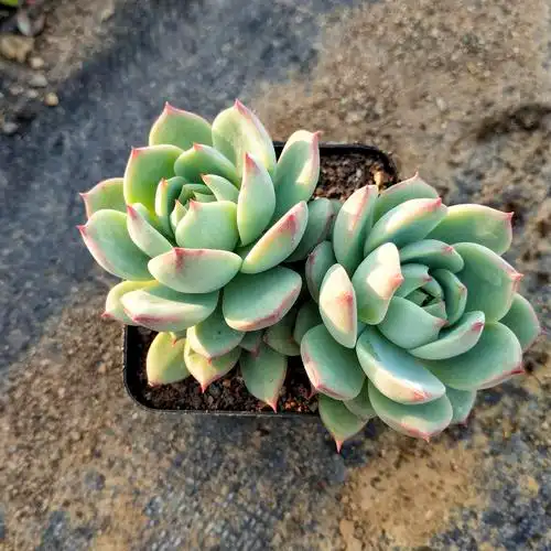 棱镜多肉植物新手好养阳台客厅办公室组合盆栽多肉植物