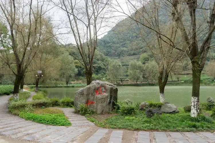 甘肃陇上江南碧口马家山也是极品龙井产地