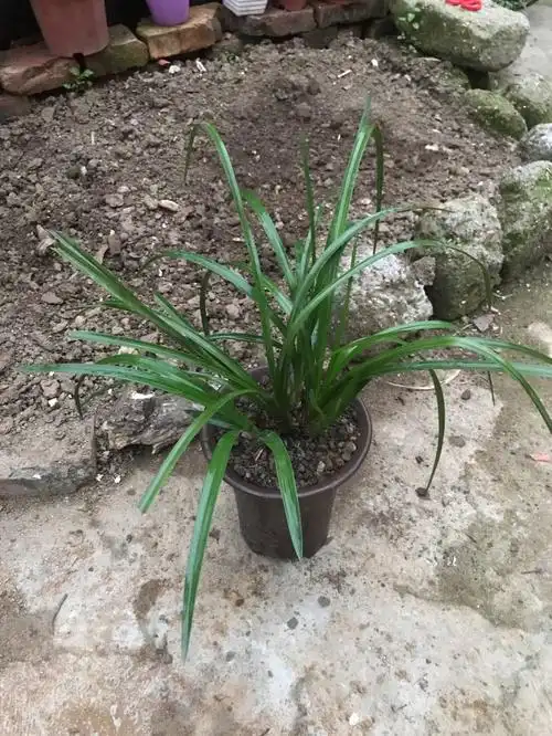 蕙兰叶片宽硬度够叶起勾未见花