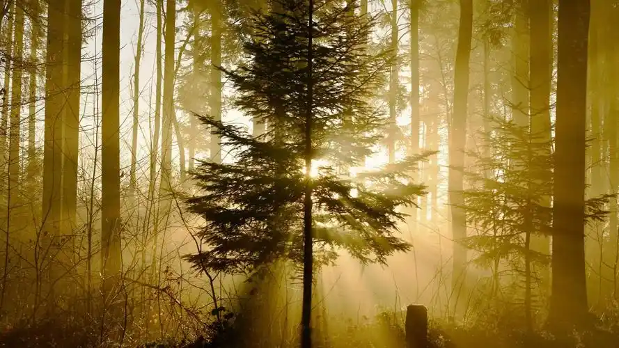 森林,自然,阳光,树木,森林,电脑壁纸,壁纸唯美森林洒落的阳光风景