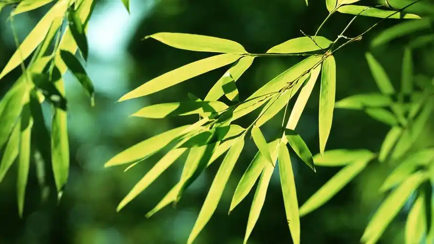 植物图片,岁寒三友,竹子,植物,电脑壁纸,壁纸岁寒三友之竹