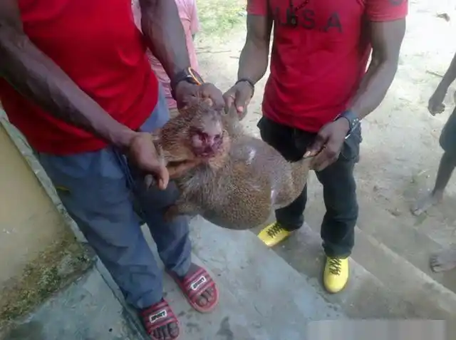 中国商人非洲经商,吃饭是生死考验,特别是当地人爱吃生肉!